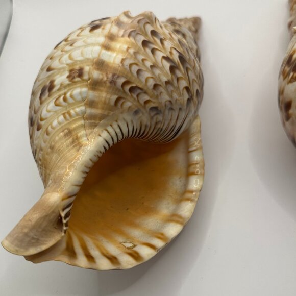 Charonia Tritonis (Triton's Trumpet) Two Pieces Vintage Shells - Picture 4 of 9